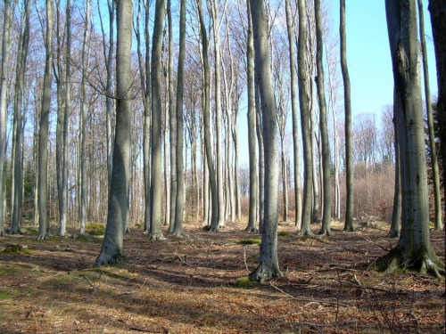 Voděradské Bučiny