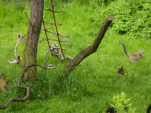 lemura lepá